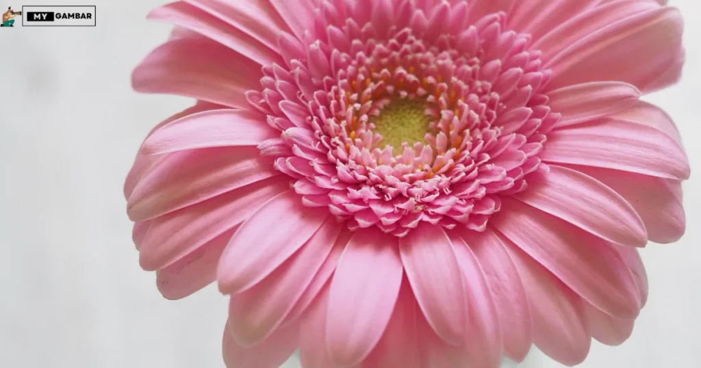 gambar gerbera merah 